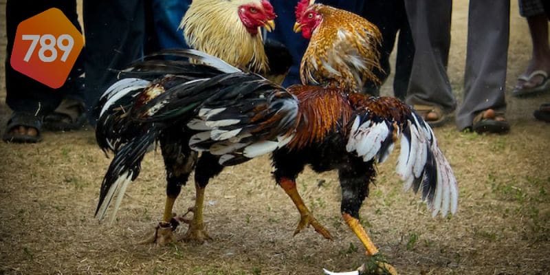 Trực tiếp đá gà bình luận: Xem đá gà với bình luận chuyên nghiệp 2 trực tiếp đá gà bình luận