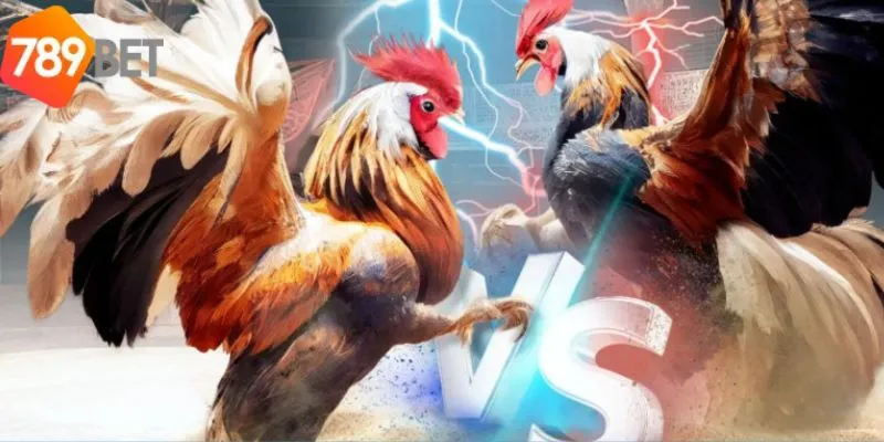 Đá Gà Campuchia: Trải Nghiệm Cá Cược Đỉnh Cao Tại 789Bet 2 Trải nghiệm cược đá gà vô cùng hấp dẫn
