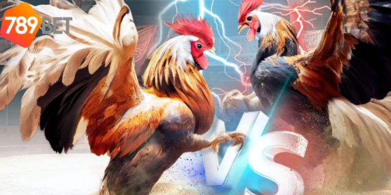 Cược Đá Gà Trực Tiếp Casino - Sân Cược Gà 789bet Hot 2 Giới thiệu hình thức đá gà trực tiếp casino 789bet