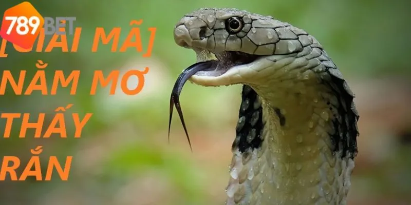 Giải Mã Giấc Mơ Thấy Rắn Đánh Con Số Gì Hợp Lý Tại 789bet 2 Ý Nghĩa Tâm Linh Của Giấc Mơ Thấy Rắn Là Gì