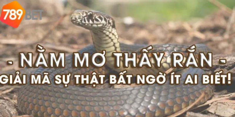 Giải Mã Giấc Mơ Thấy Rắn Đánh Con Số Gì Hợp Lý Tại 789bet 3 Con Số May Mắn Từ Giấc Mơ Thấy Rắn Tại 789Bet