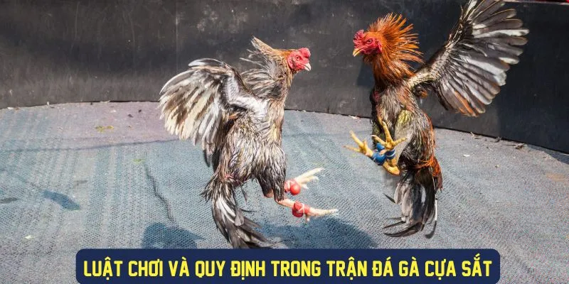 Đá Gà Cựa Sắt - Sân Chơi Đá Gà Cực Sôi Động Tại 789bet 3 Luật chơi và quy định trong đá gà cựa sắt