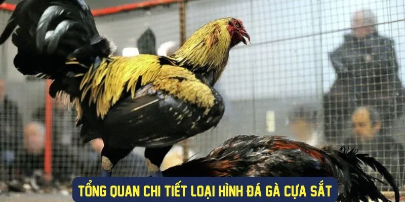 Đá Gà Cựa Sắt - Sân Chơi Đá Gà Cực Sôi Động Tại 789bet 2 Tìm hiểu về đá gà cựa sắt là gì