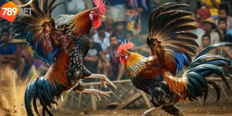 Đá Gà 888 - Thế Giới Đá Cược Cực Sôi Động Và Mạnh Tại 789bet 4 Bí quyết để trở thành cao thủ đá gà 888