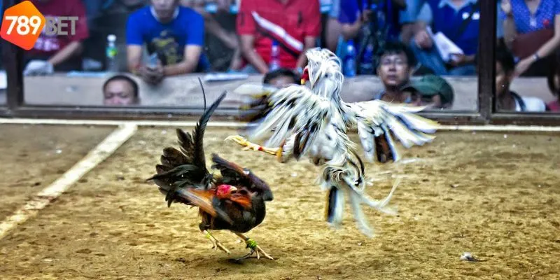 Trải Nghiệm Đá Gà Campuchia Trực Tiếp Cùng Nhà Cái 789bet 4 Chi tiết tham cá cược tại đá gà Campuchia trực tiếp