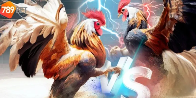 Tham Gia Cược Đá Gà Cựa Sắt Thomo Siêu Hot Chỉ Có Tại 789bet 3 Khám phá luật chơi đá gà cựa sắt cơ bản