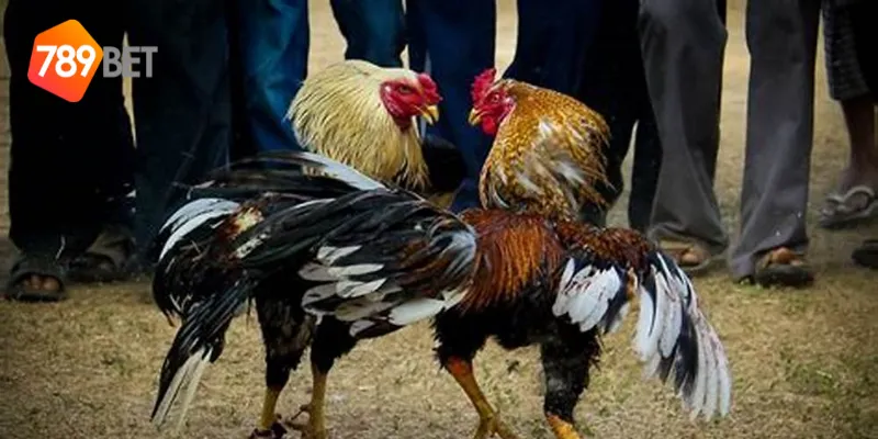789BET đá gà địa phương châu Á – Tham gia trận đấu đỉnh cao 3 Chiến thuật đá gà địa phương châu Á