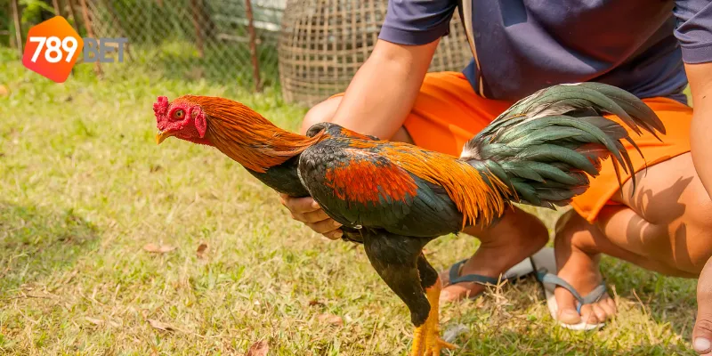 Gà Chọi Xứ Bắc, theo dõi trực tuyến trên 789BET 2 Những đặc điểm nổi bật của gà chọi Bắc