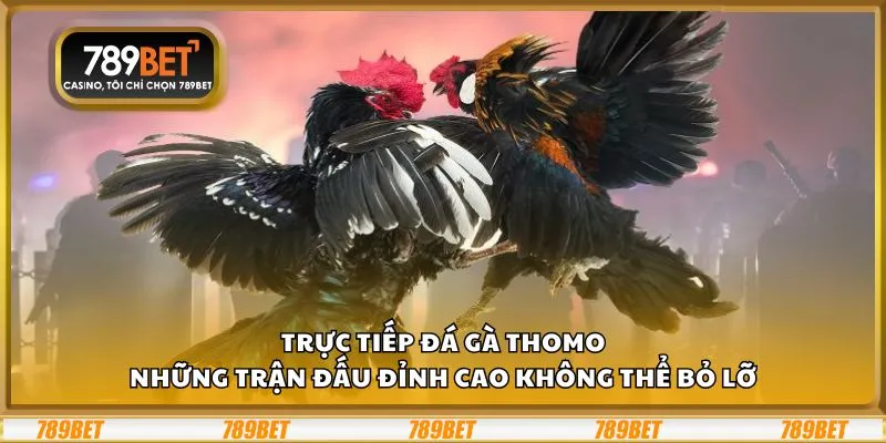Trực tiếp đá gà Thomo: Những trận đấu đỉnh cao không thể bỏ lỡ